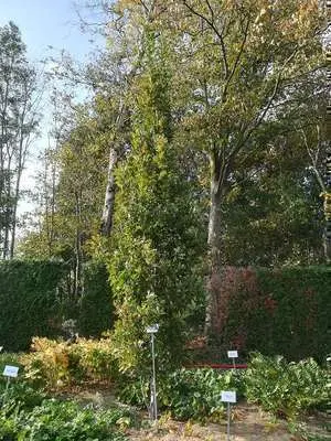 Quercus bimundorum Crimson-été.webp