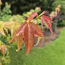 Acer buergerianum -1.webp