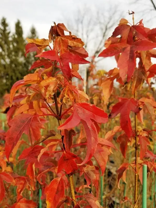 Acer buergerianum -2.webp