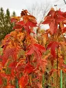Acer buergerianum -2.webp