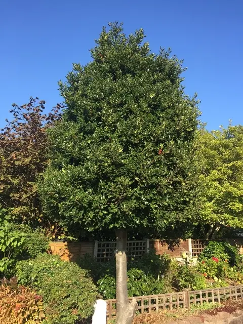 Ilex aquifolium Haute Tige-arbre.webp