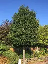 Ilex aquifolium Haute Tige-arbre.webp