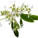 diamond_frost_macro-02.webp