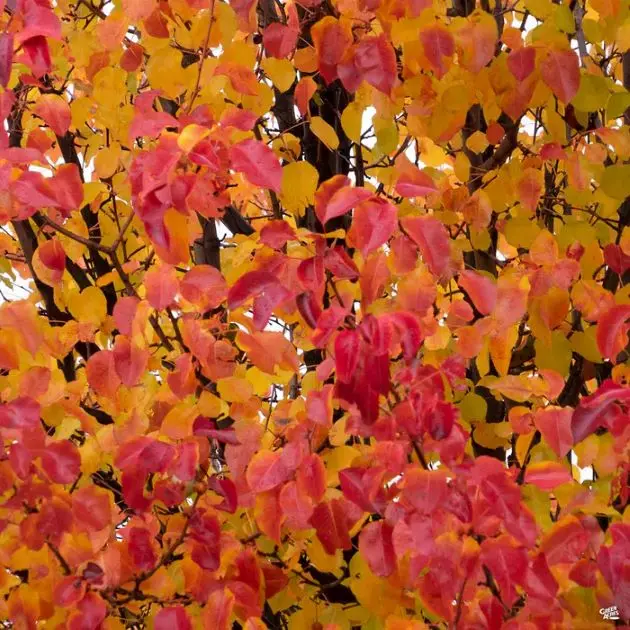 Pyrus calleryana Chanticleer-aut.webp