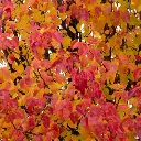Pyrus calleryana Chanticleer-aut.webp