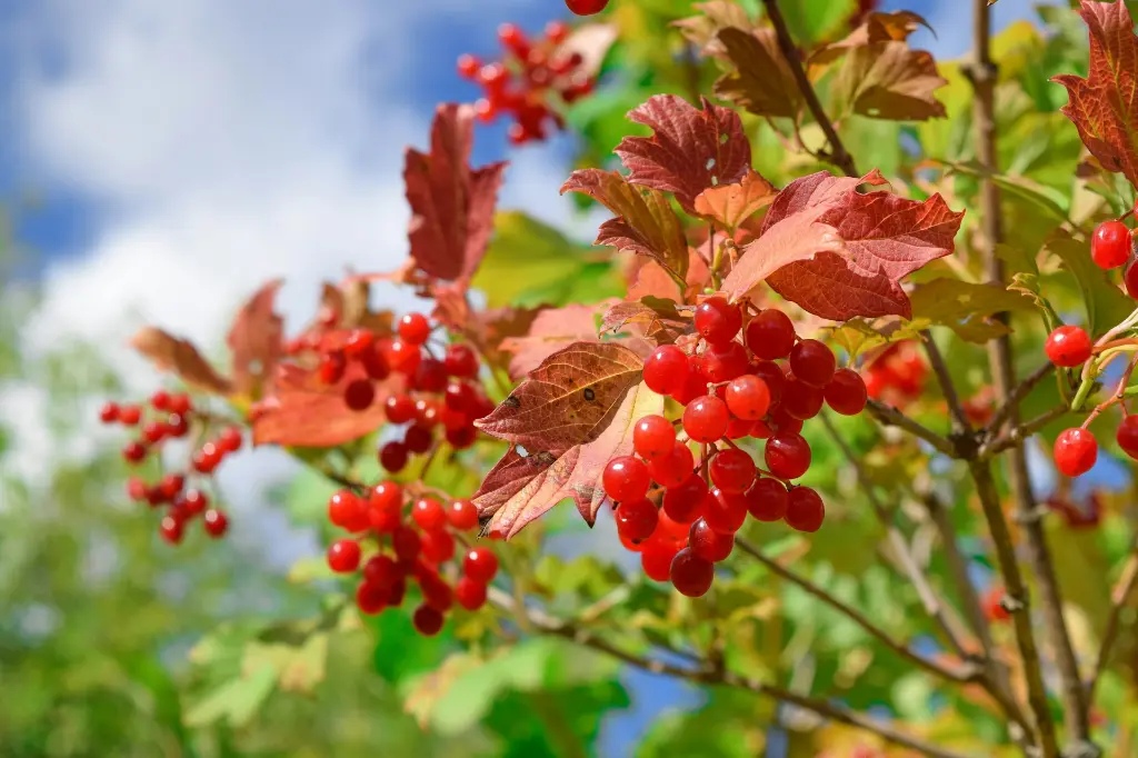 unsplash_JDdu9q_qihA_viburnum.webp
