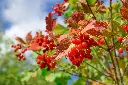 unsplash_JDdu9q_qihA_viburnum.webp