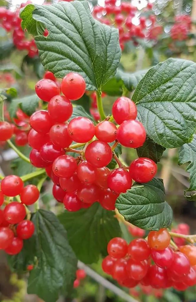 viburnum opulus baies.webp