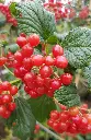 viburnum opulus baies.webp
