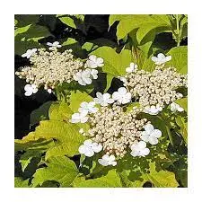 viburnum opulus fleurs.webp