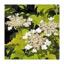 viburnum opulus fleurs.webp