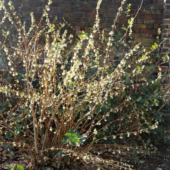 lonicera-fragantissima-1.webp