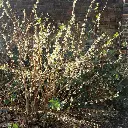 lonicera-fragantissima-1.webp