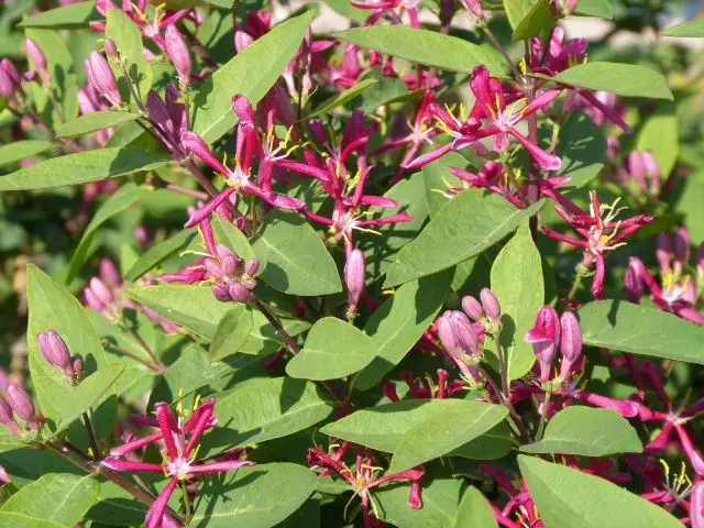 lonicera-tatarica-2.webp