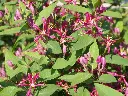 lonicera-tatarica-2.webp