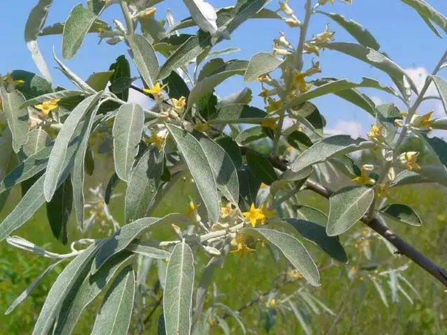 Elaeagnus angustifolia-1.webp