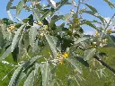 Elaeagnus angustifolia-1.webp
