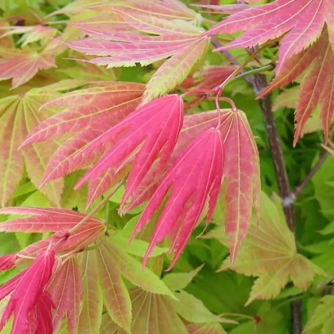 Acer shirasawanum Moonrise-3.webp