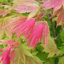 Acer shirasawanum Moonrise-3.webp