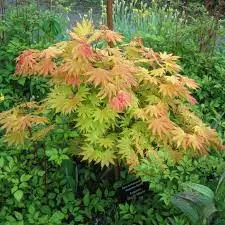 Acer shirasawanum Moonrise-2.webp