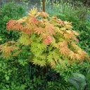 Acer shirasawanum Moonrise-2.webp
