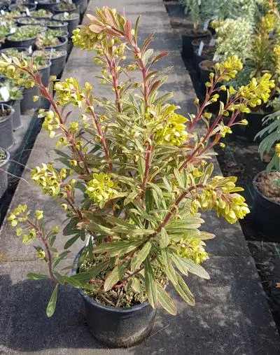 euphorbia-ascot-rainbow-1.webp