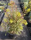 euphorbia-ascot-rainbow-1.webp