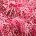 Acer palmatum dissectum Garnet-automne.webp