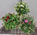 Chrysanthemum Mum S Garden-20251017_153336.webp