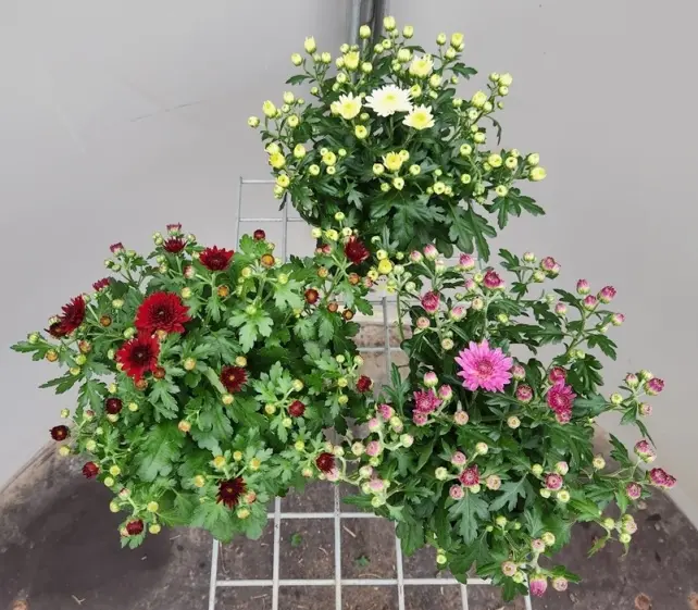 Chrysanthemum Mum S Garden-20251017_153339.webp