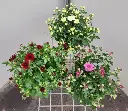 Chrysanthemum Mum S Garden-20251017_153339.webp