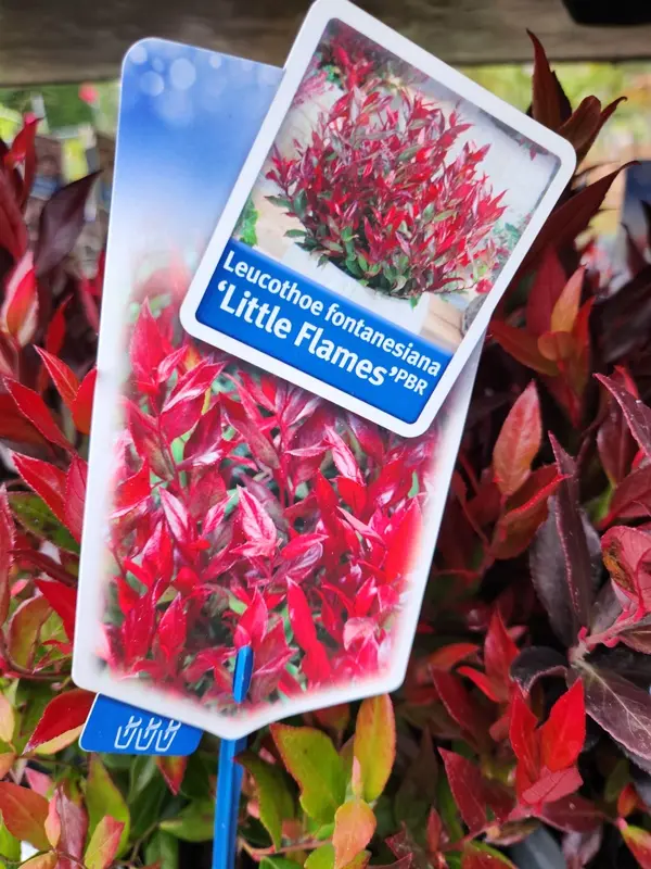 Leucothoe font. Little Flames-20251017_170544.webp
