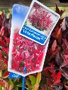Leucothoe font. Little Flames-20251017_170544.webp
