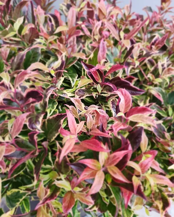 Leucothoe axillaris Firestar-20251017_170146.webp
