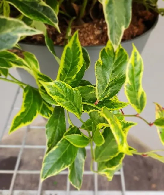 Leucothoe axillaris Firestar-20251017_170151.webp