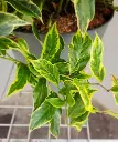 Leucothoe axillaris Firestar-20251017_170151.webp