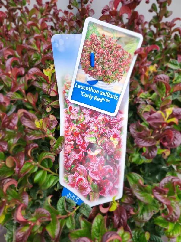 Leucothoe axillaris Curly Red-20251017_173052.webp