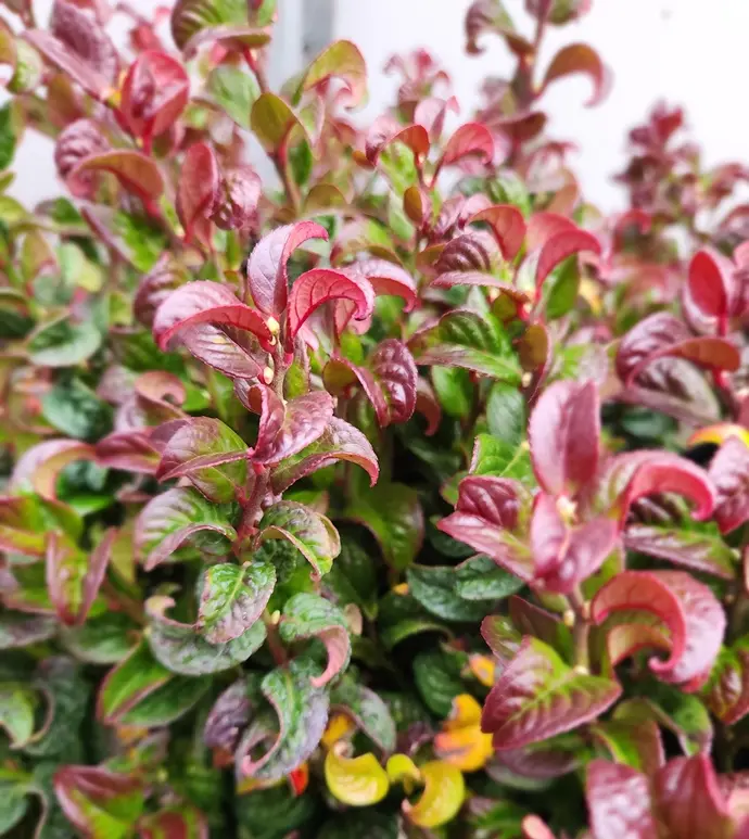 Leucothoe axillaris Curly Red-20251017_173101.webp