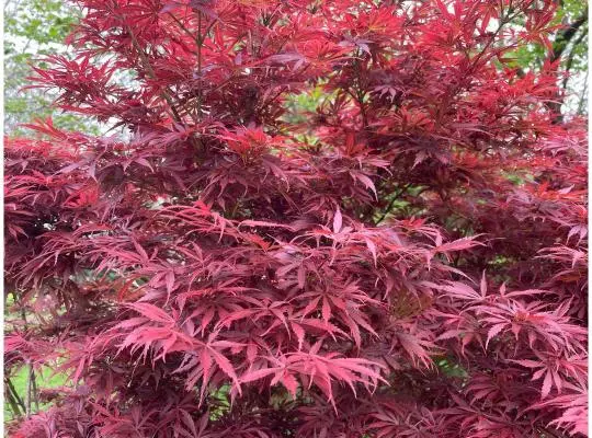 acer-palmatum-jerre-schwartz-3.webp