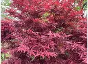 acer-palmatum-jerre-schwartz-3.webp