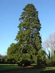 sequoia-giganteum-1.webp