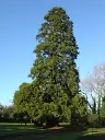 sequoia-giganteum-1.webp