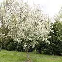 Malus John Downie-ht.webp