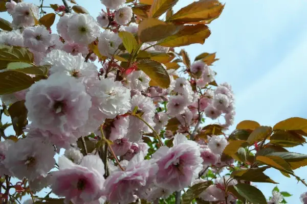 Prunus serrulata Shirofungen-fleurs.webp