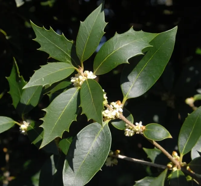 Osmanthus heterophyllus-1.webp