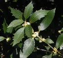 Osmanthus heterophyllus-1.webp