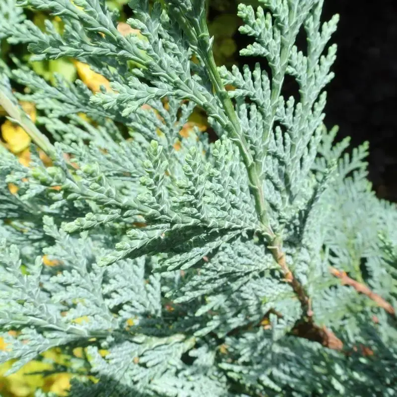 Chamaecyparis laws Columnaris Glauca-1.webp