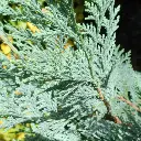Chamaecyparis laws Columnaris Glauca-1.webp