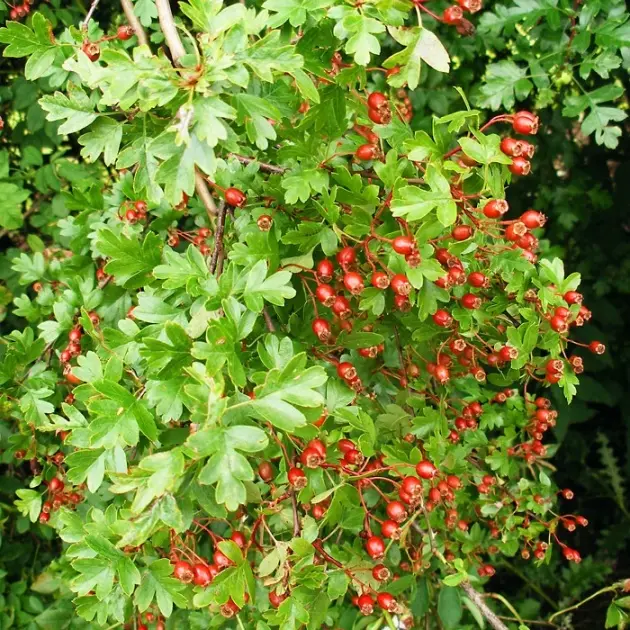 Crataegus monogyna-fruits.webp
