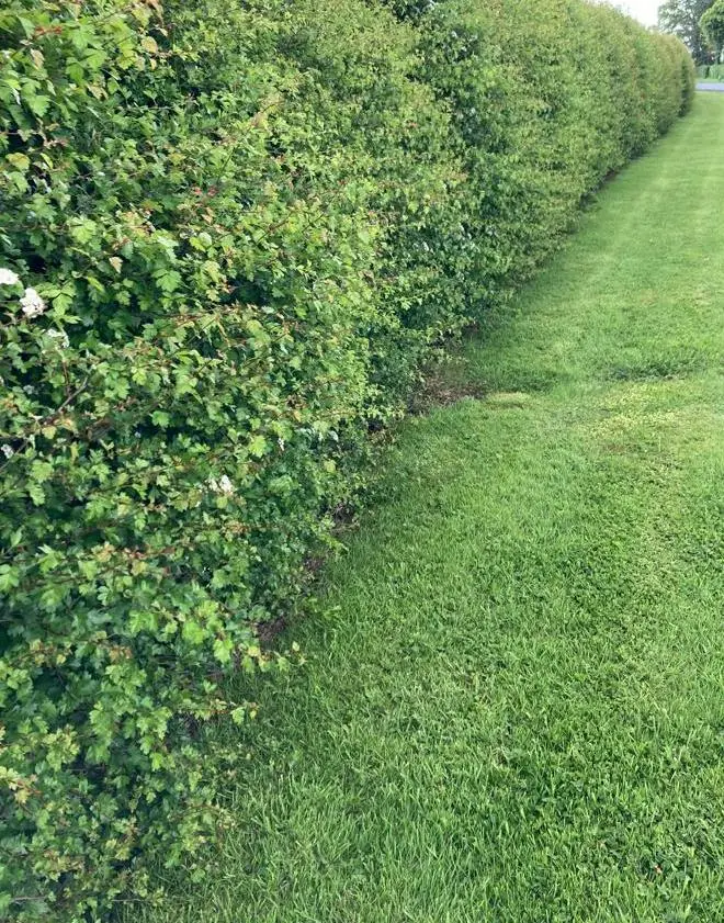 Crataegus monogyna.haie.webp